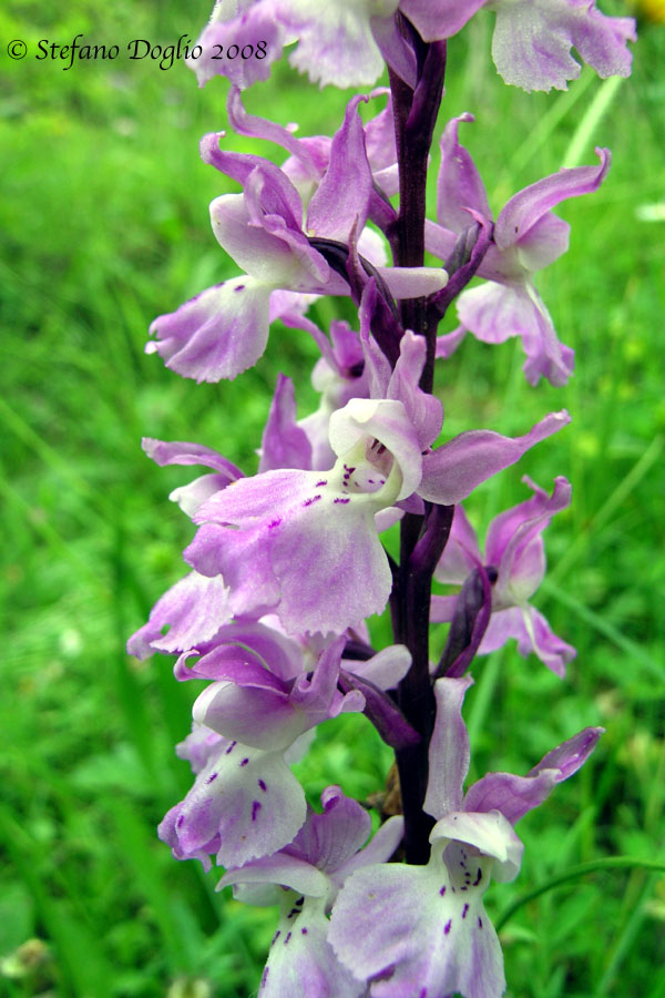 Orchis spitzelii e altro dai Simbruini